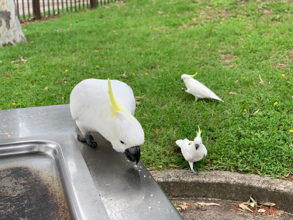 Alt=“Australia-life”