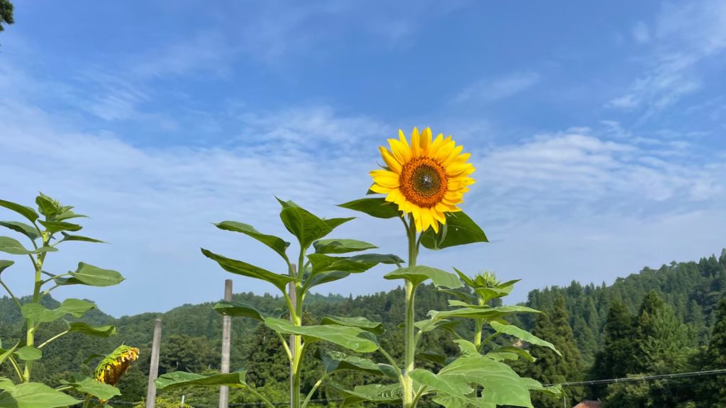 Alt="ちいここ　西会津　合宿"