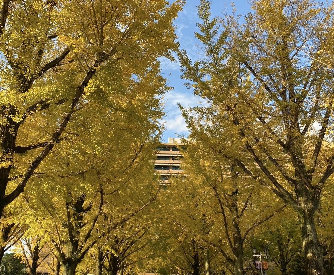 実習期間中に見に行った紅葉